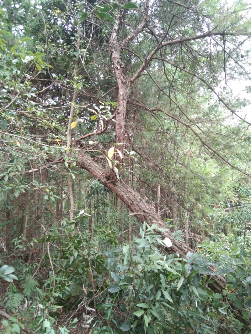 异形珍贵苗木