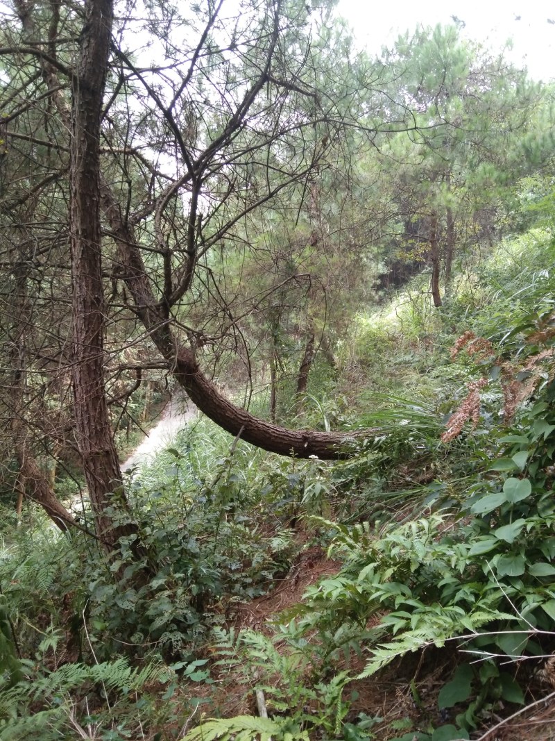 异形珍贵苗木