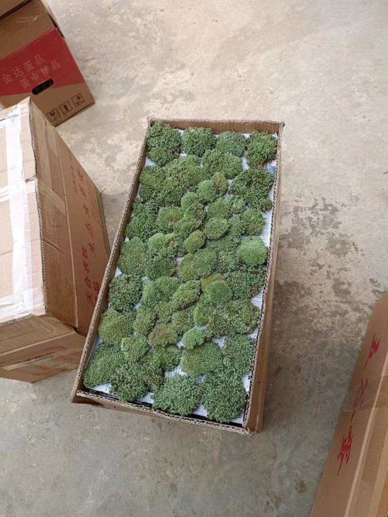 苔藓