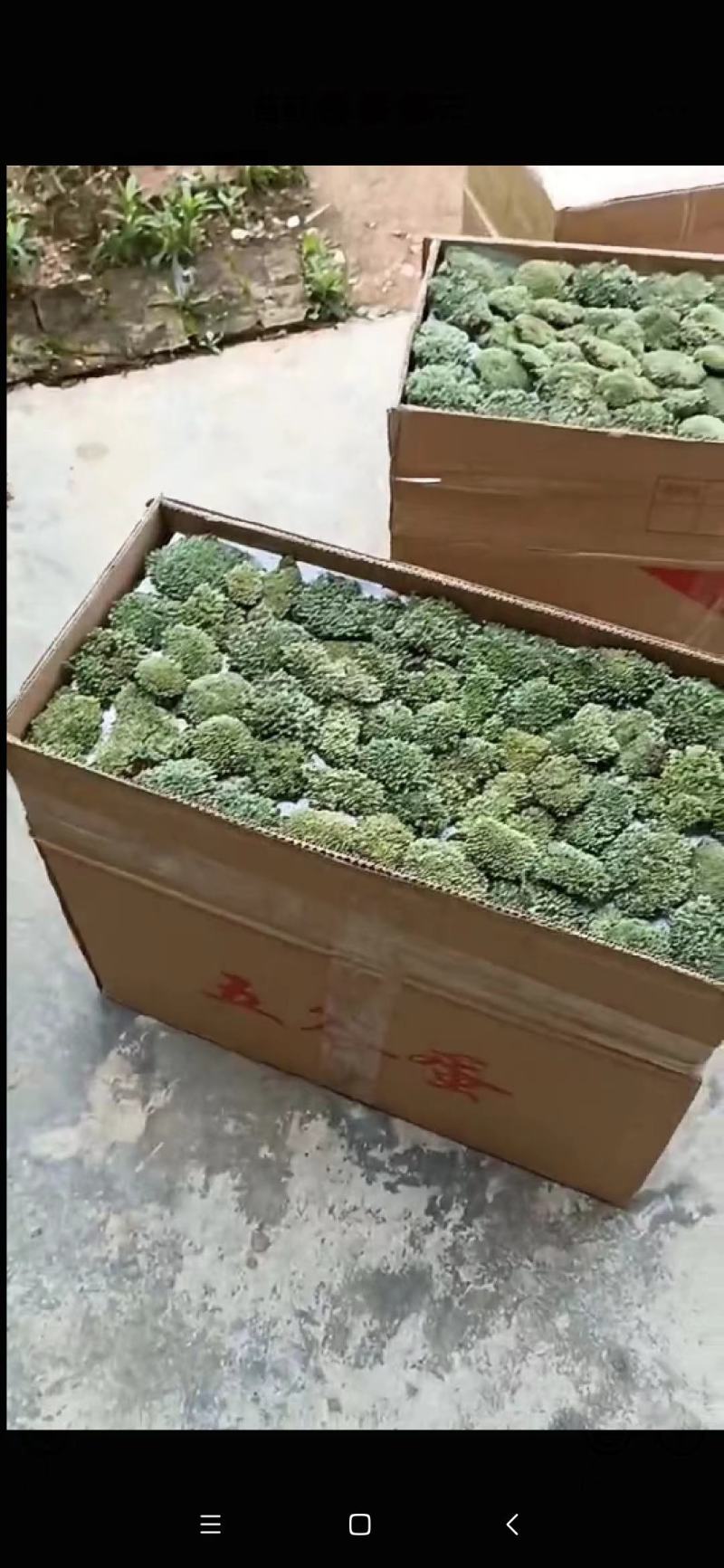 苔藓