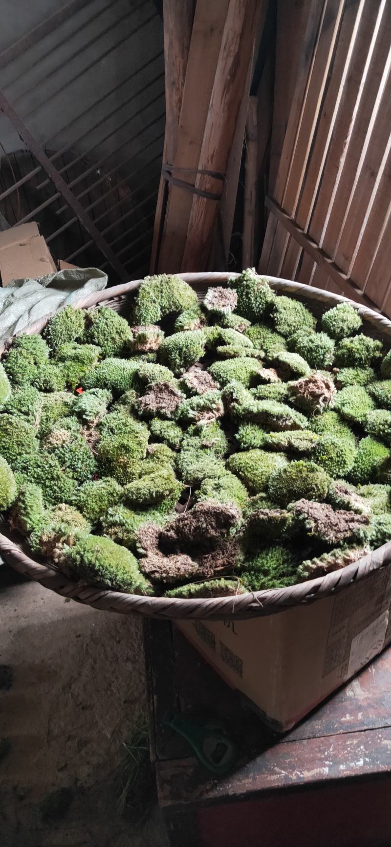 苔藓