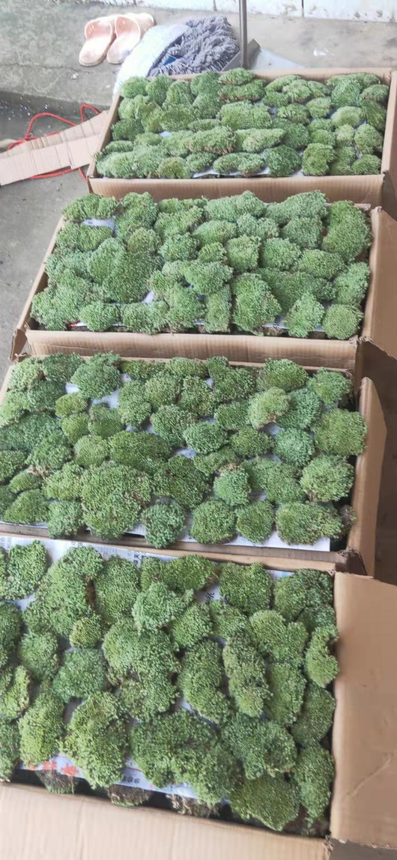 苔藓