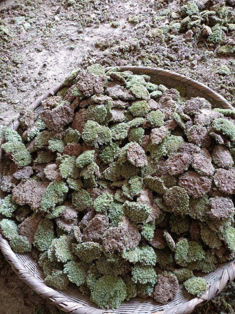 苔藓