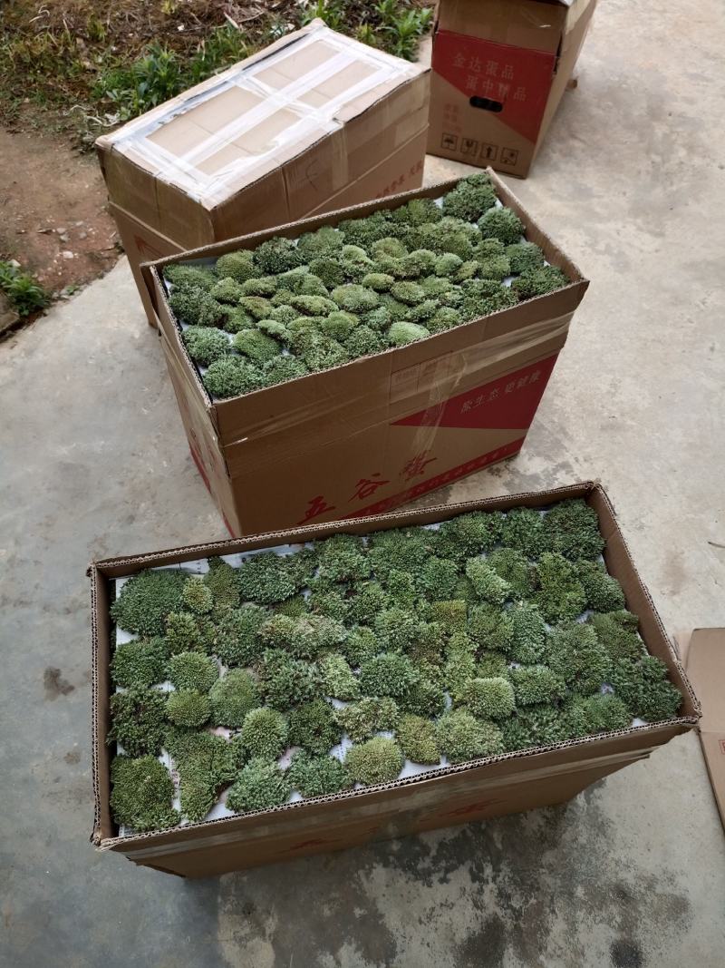 苔藓