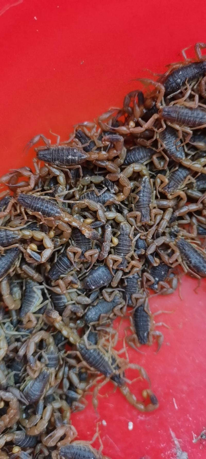 纯野生蝎子，滋补上品，大自然的馈赠，人间美味