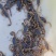 纯野生蝎子，滋补上品，大自然的馈赠，人间美味
