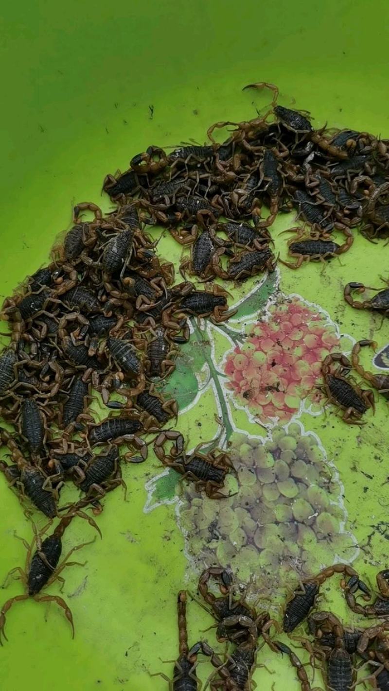 纯野生蝎子，滋补上品，大自然的馈赠，人间美味