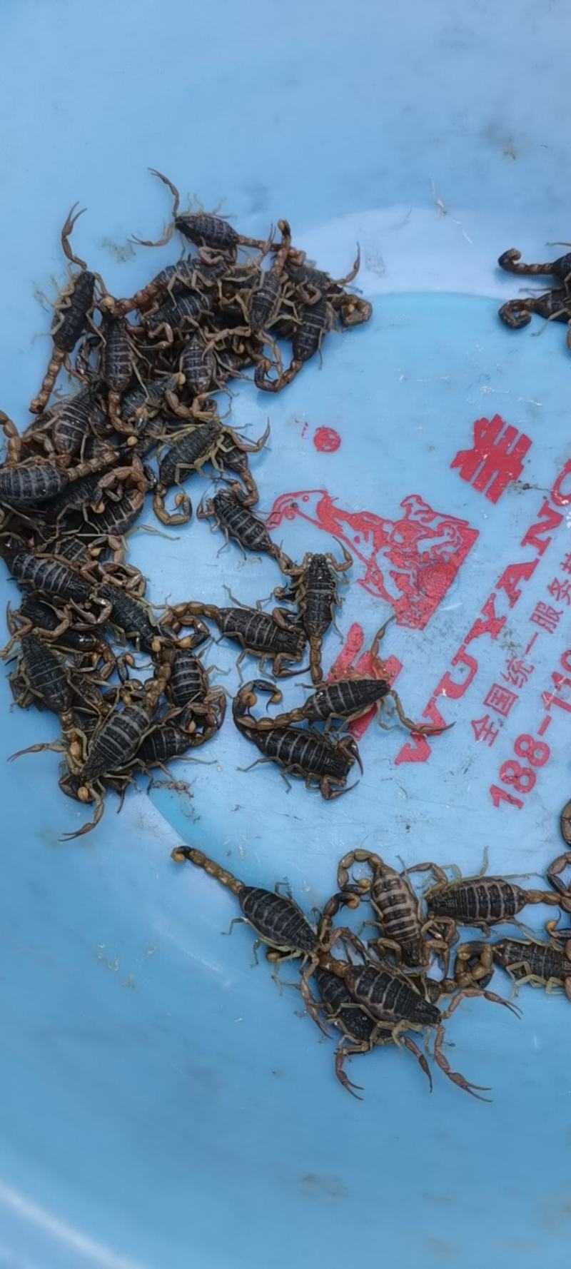 纯野生蝎子，滋补上品，大自然的馈赠，人间美味