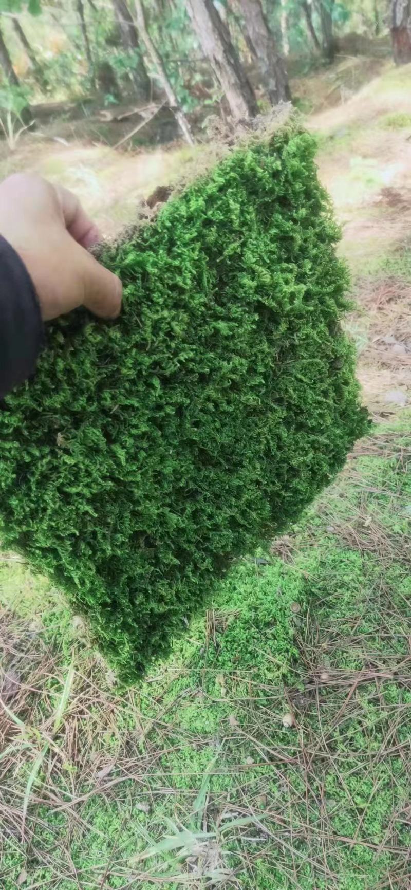 庭院造景绿绿化工程大灰藓方块
