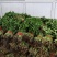 本公司经营各种蔬菜，叶菜，茴香，香菜，韭菜，黄瓜等