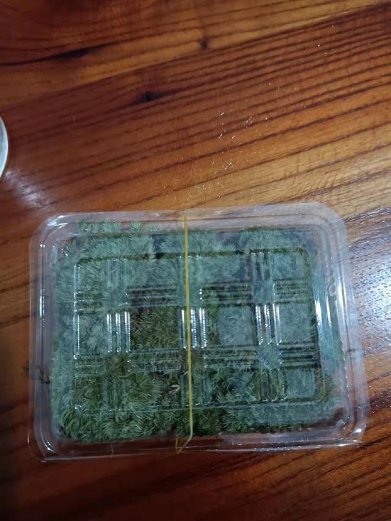 白发藓盒装，100盒120元起包邮，盆景铺面，庭院造景，