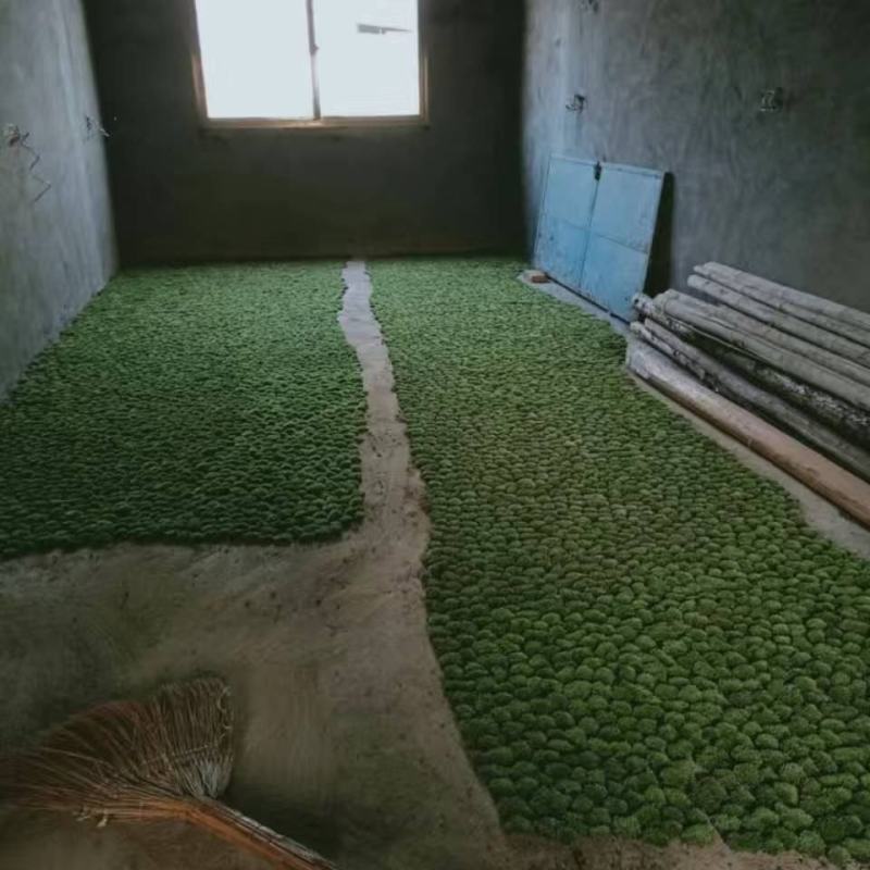 白发藓盒装，100盒120元起包邮，盆景铺面，庭院造景，