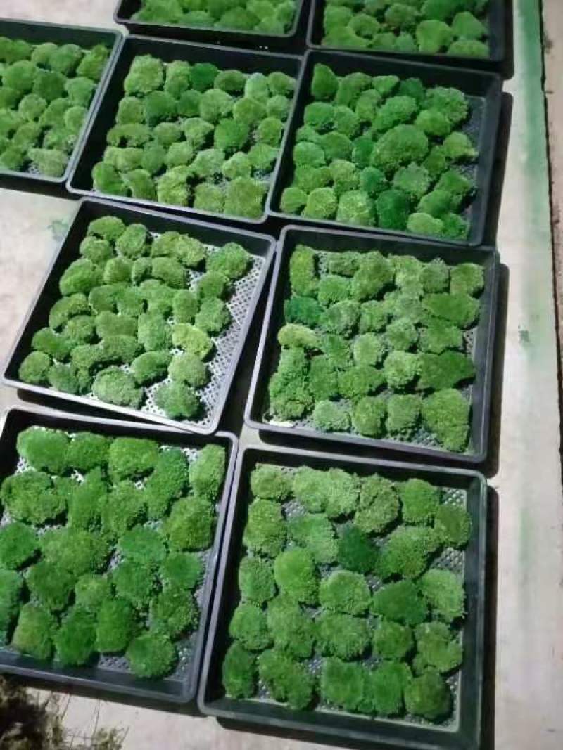 白发藓盒装，100盒120元起包邮，盆景铺面，庭院造景，
