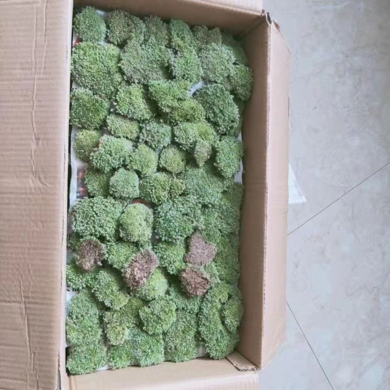 白发藓盒装，100盒120元起包邮，盆景铺面，庭院造景，