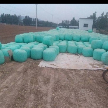 青储黄储玉米牛羊草料青储秸秆圆包青储玉米秸秆