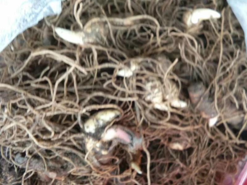 【推荐】重楼鲜货，野生华重楼，海螺七，七叶一枝花。鲜重楼