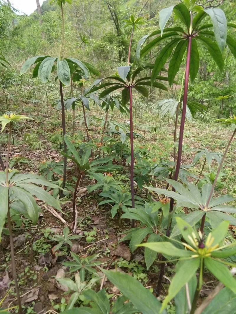 【推荐】重楼鲜货，野生华重楼，海螺七，七叶一枝花。鲜重楼