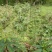 【推荐】重楼鲜货，野生华重楼，海螺七，七叶一枝花。鲜重楼