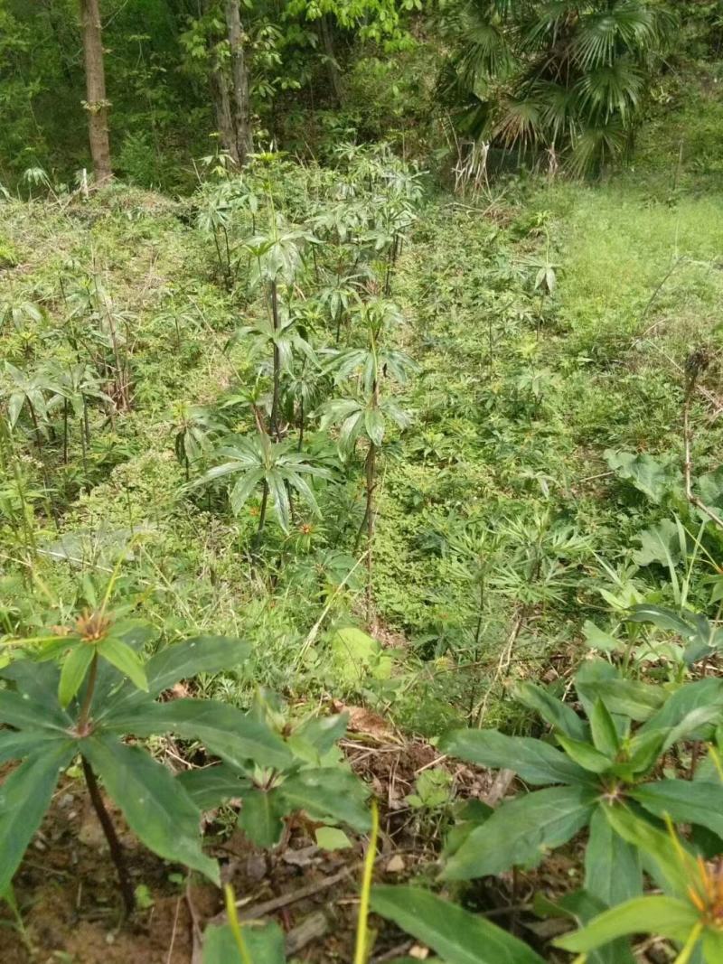 【推荐】重楼鲜货，野生华重楼，海螺七，七叶一枝花。鲜重楼