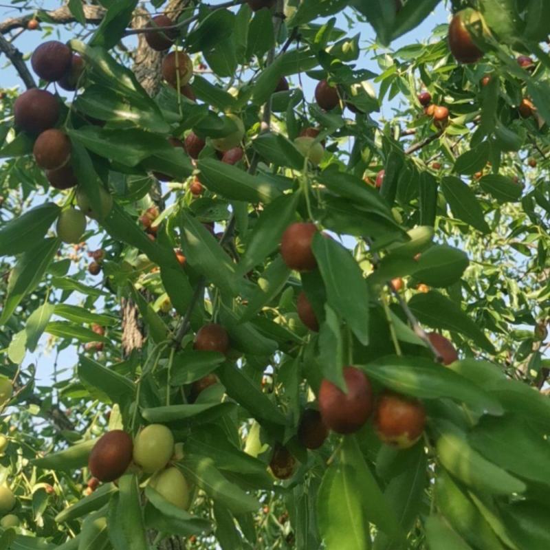 金丝小枣