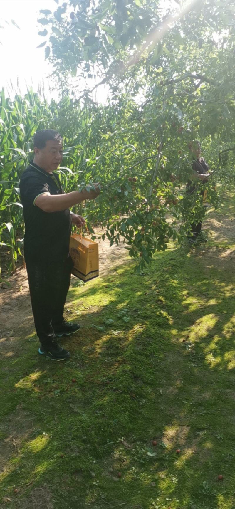 金丝小枣