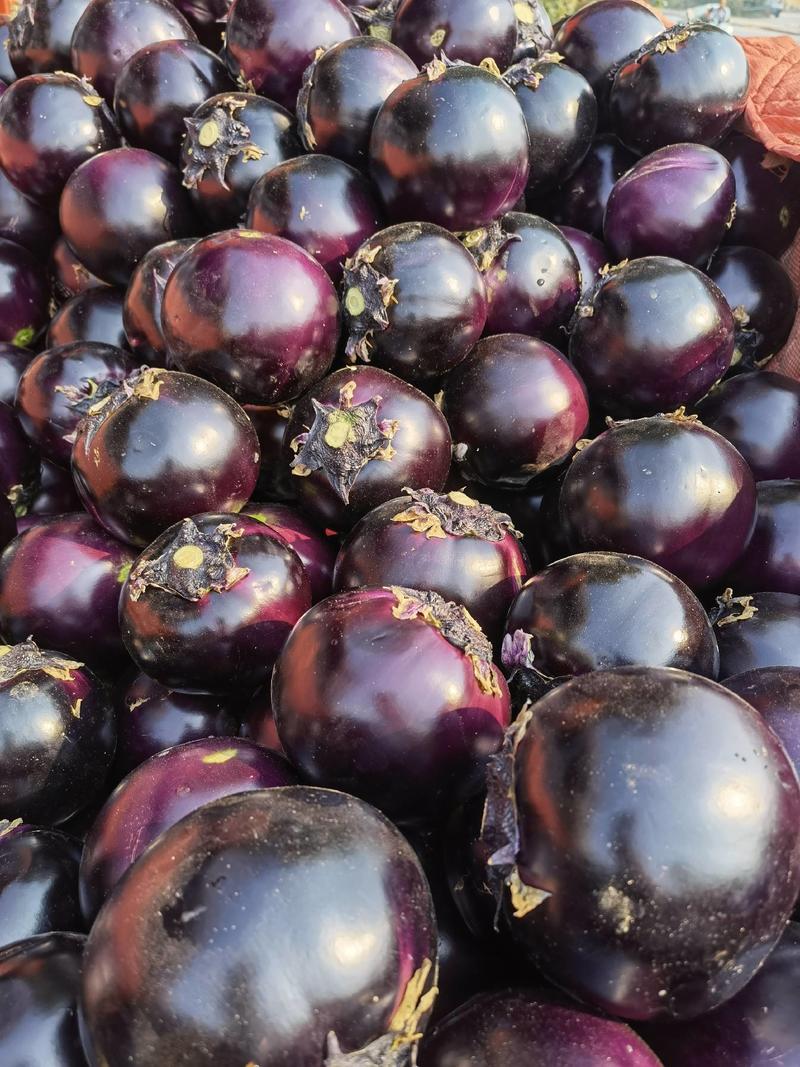 黑紫光圆茄