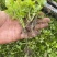 法国皇后优质芹菜苗颗颗粗壮根系发达白根实心