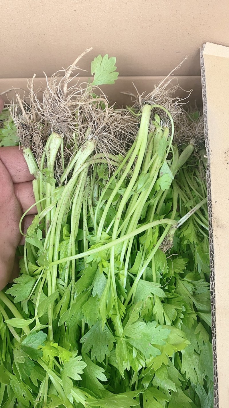 法国皇后优质芹菜苗颗颗粗壮根系发达白根实心