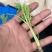法国皇后优质芹菜苗颗颗粗壮根系发达白根实心