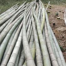 大楠竹出售各种规格深山楠竹开山中量大从优2-15米