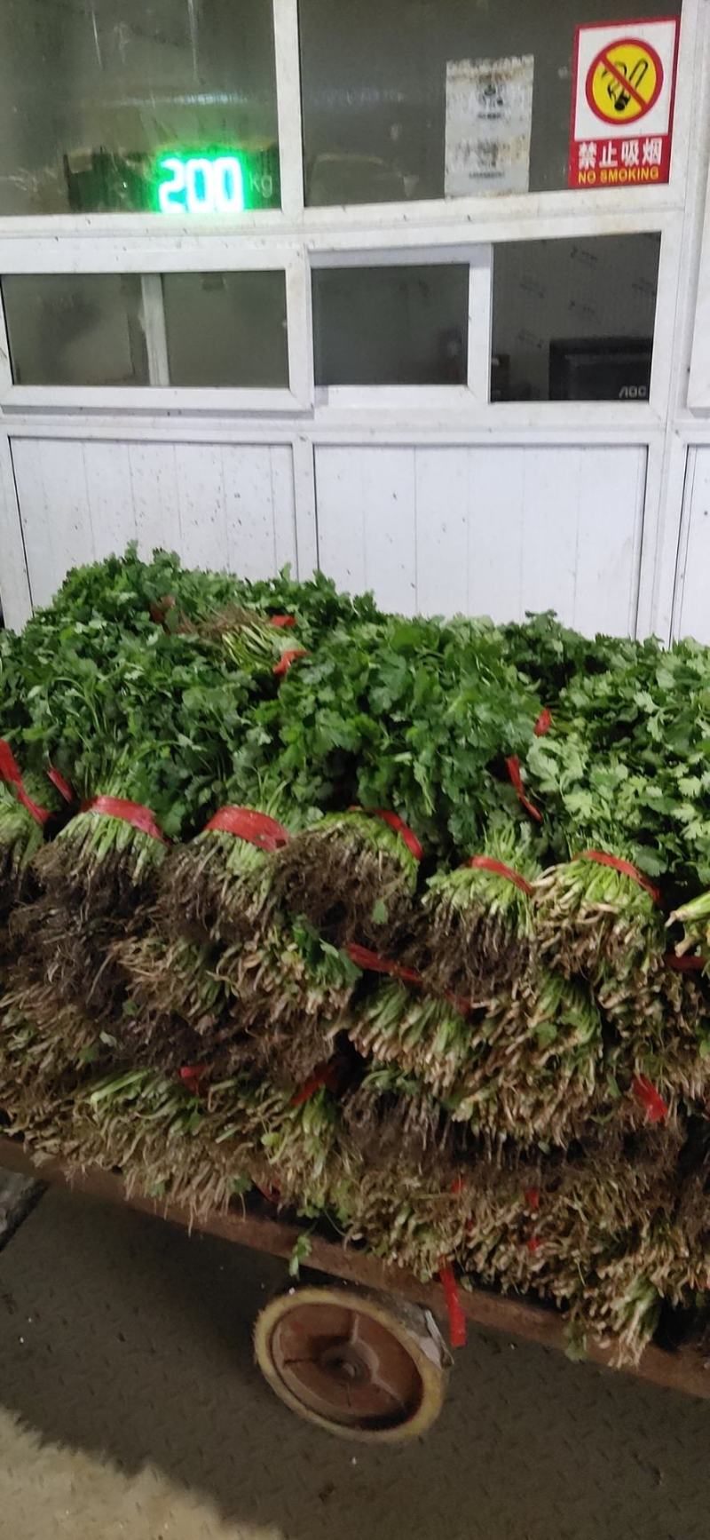 本公司经营各种蔬菜，叶菜，茴香，香菜，韭菜，黄瓜等