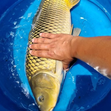 鲤鱼