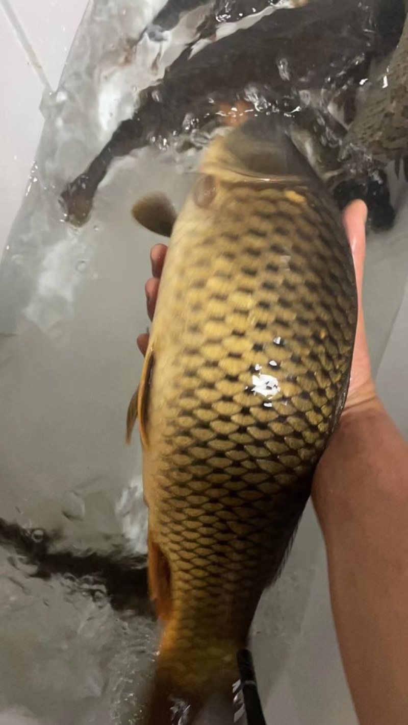 鲤鱼