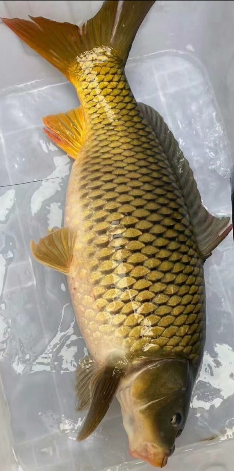 鲤鱼