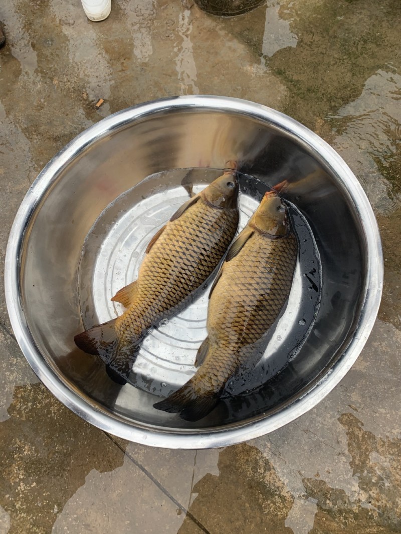 鲤鱼