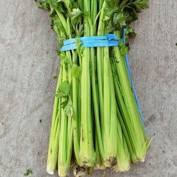 莘县，芹菜，香芹
