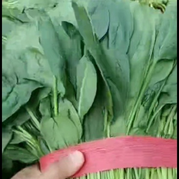 天津精品大叶菠菜