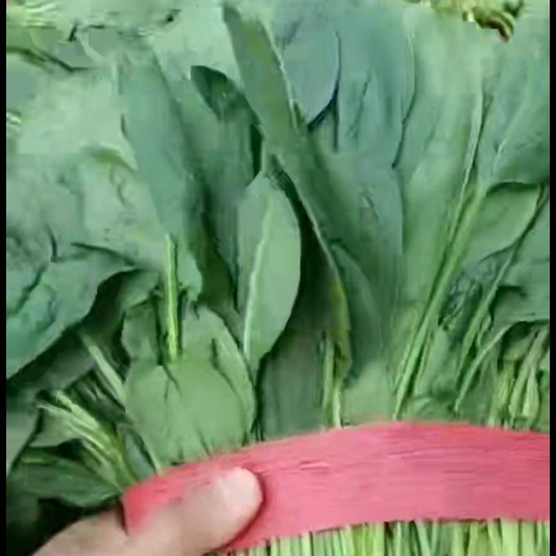 天津精品大叶菠菜
