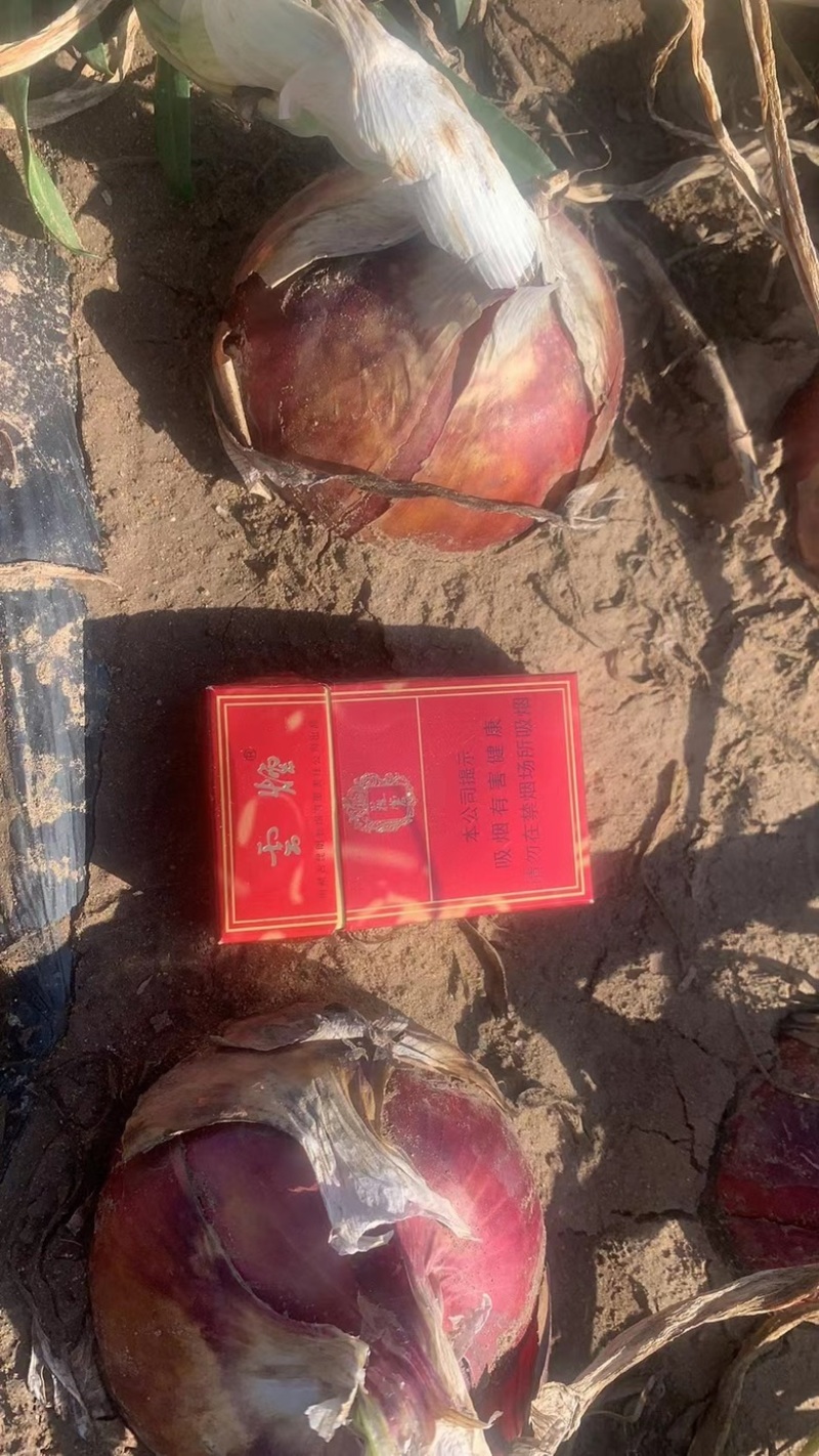 内蒙古乌兰察布兴和县自种洋葱，价格实惠，全天在线