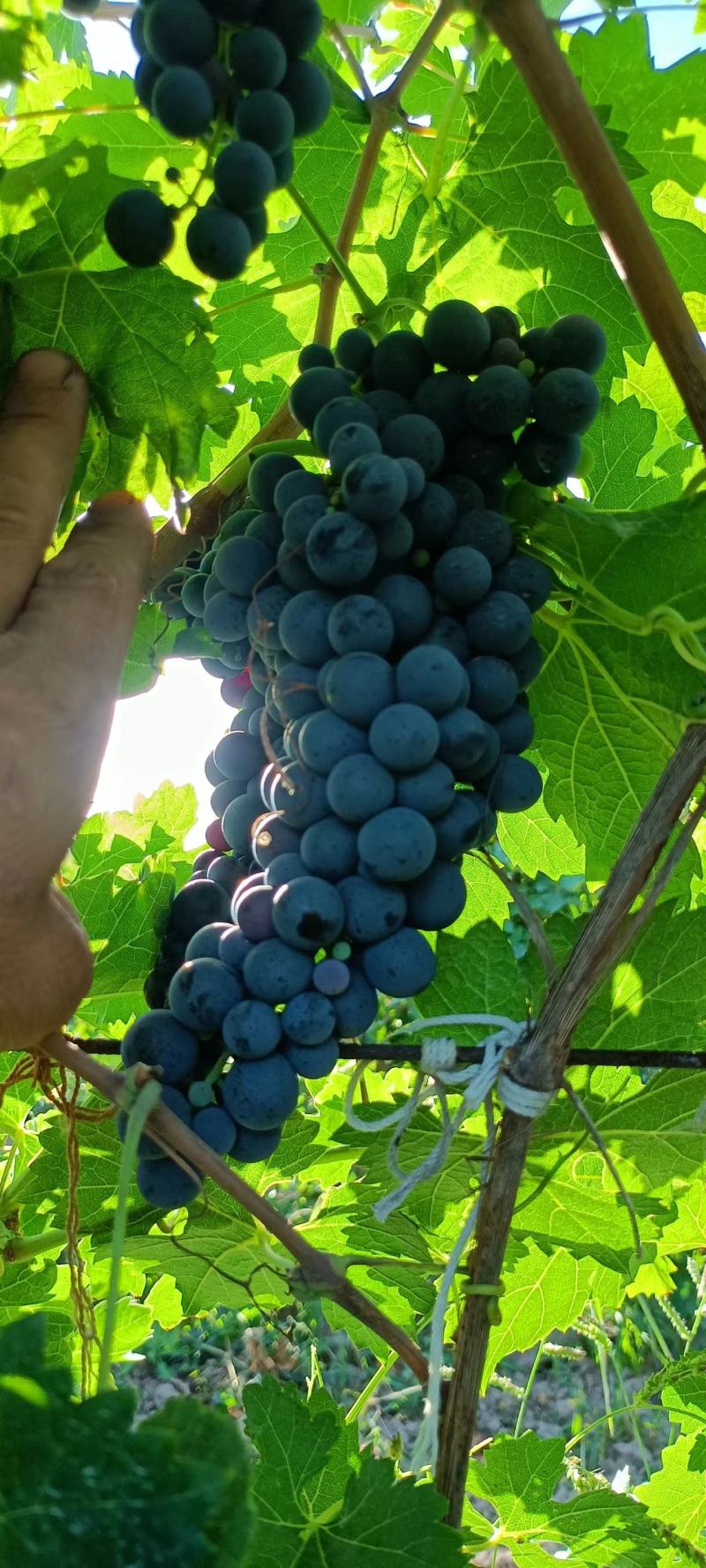 赤霞珠#酿酒葡萄#红酒原料之一，我们是种植供应，没有中间