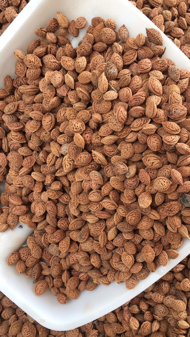毛桃核毛桃胡毛桃种子春季供沙藏好毛桃芽种子