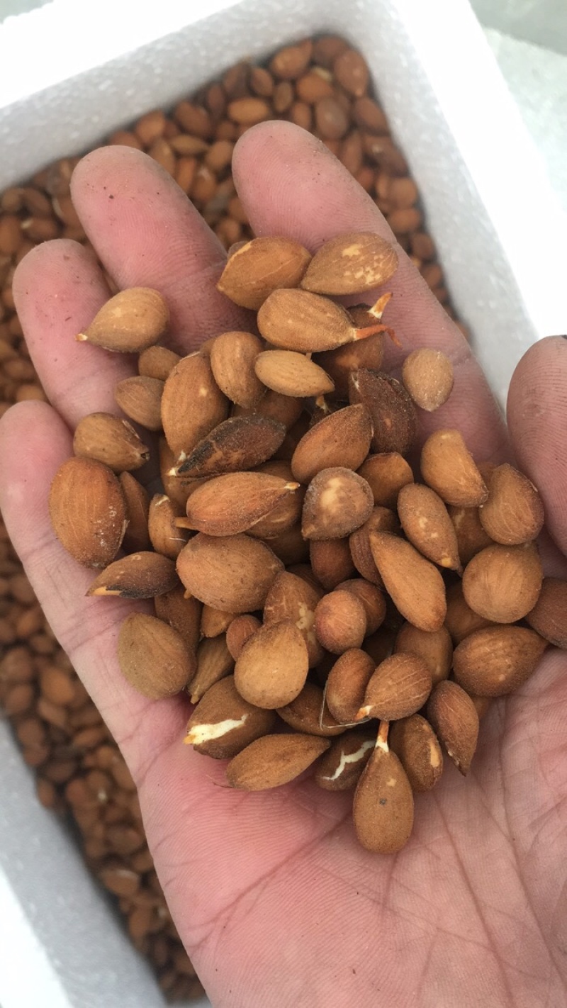 毛桃核毛桃胡毛桃种子春季供沙藏好毛桃芽种子