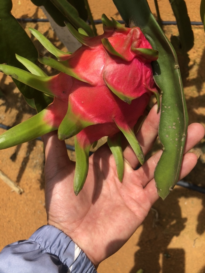 《优选红心火龙果》广西产地一手货源，大量供应对接全国电商
