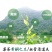 野生莓茶（滕茶）
