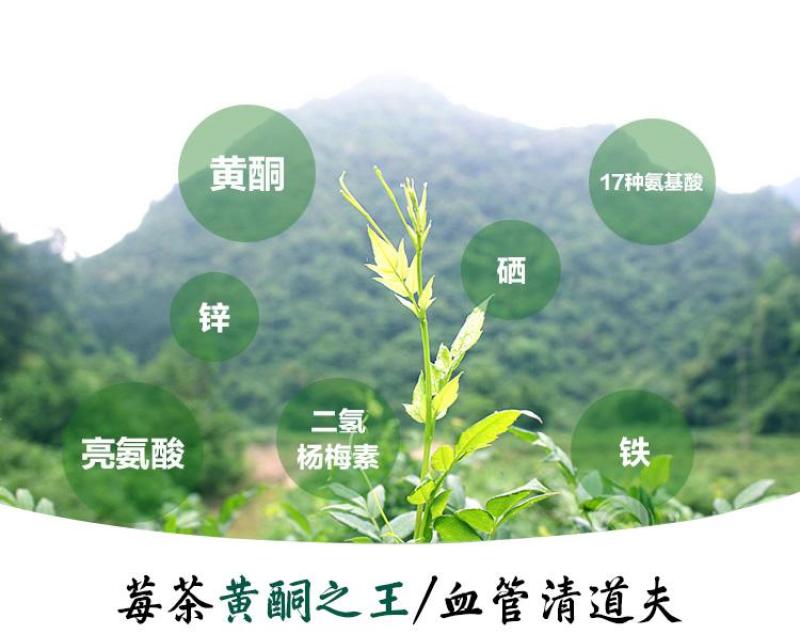 野生莓茶（滕茶）
