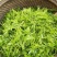 野生莓茶（滕茶）