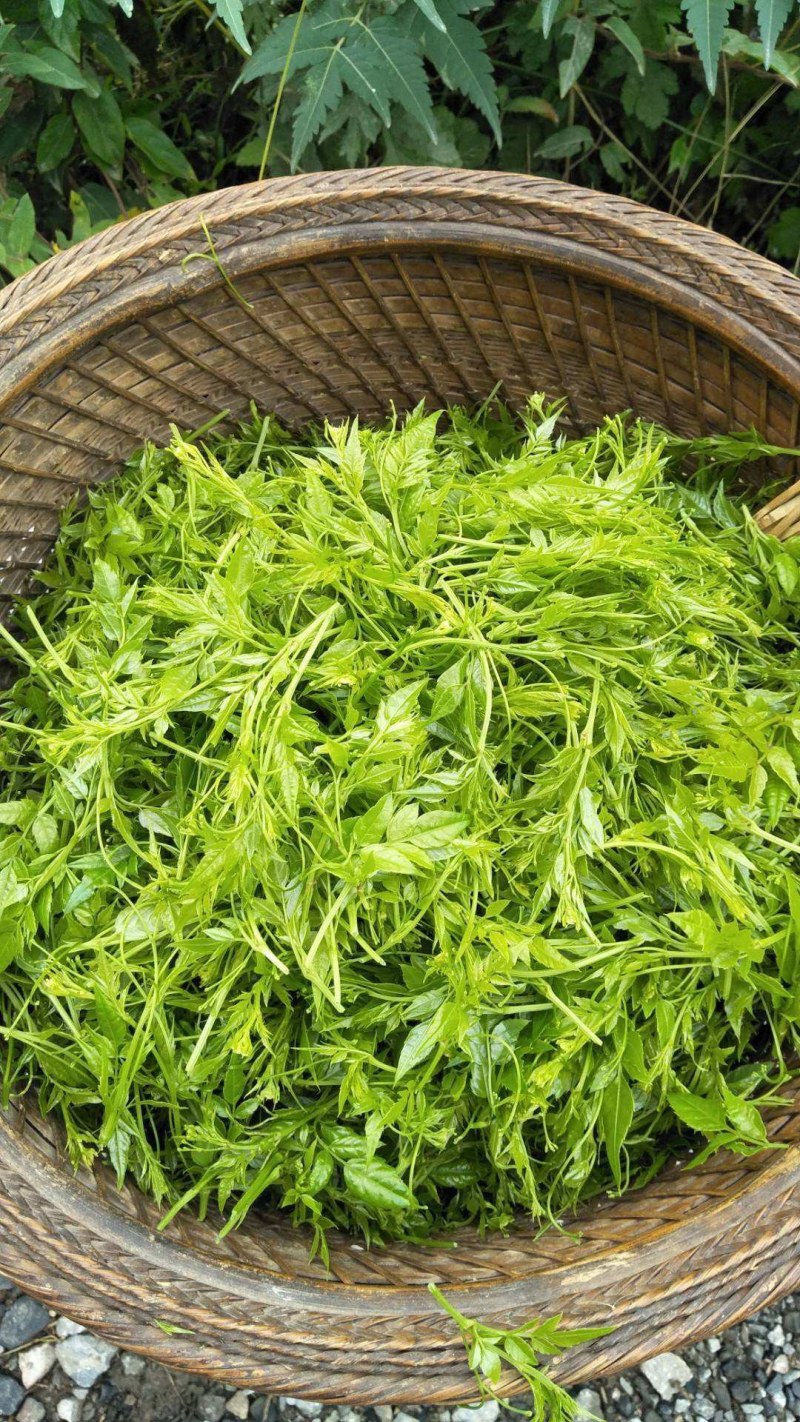 野生莓茶（滕茶）