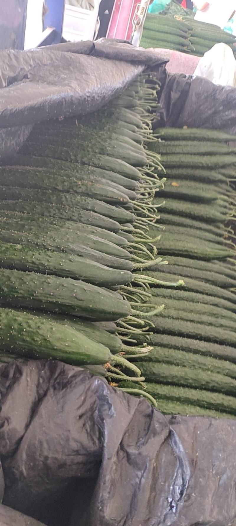 大量供应电商黄瓜，质量货