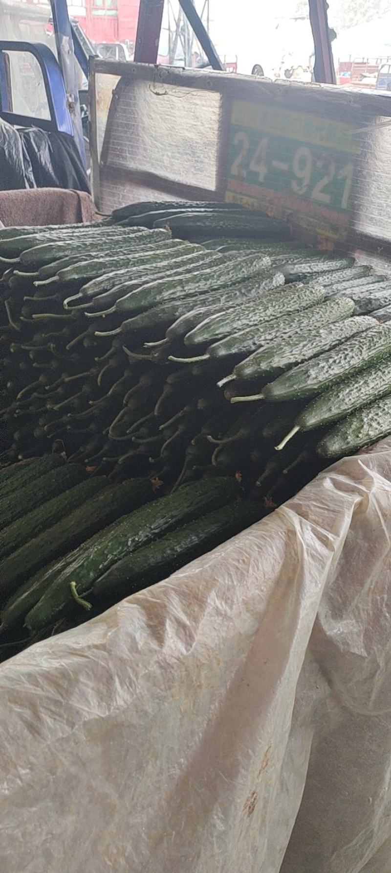 大量供应电商黄瓜，质量货