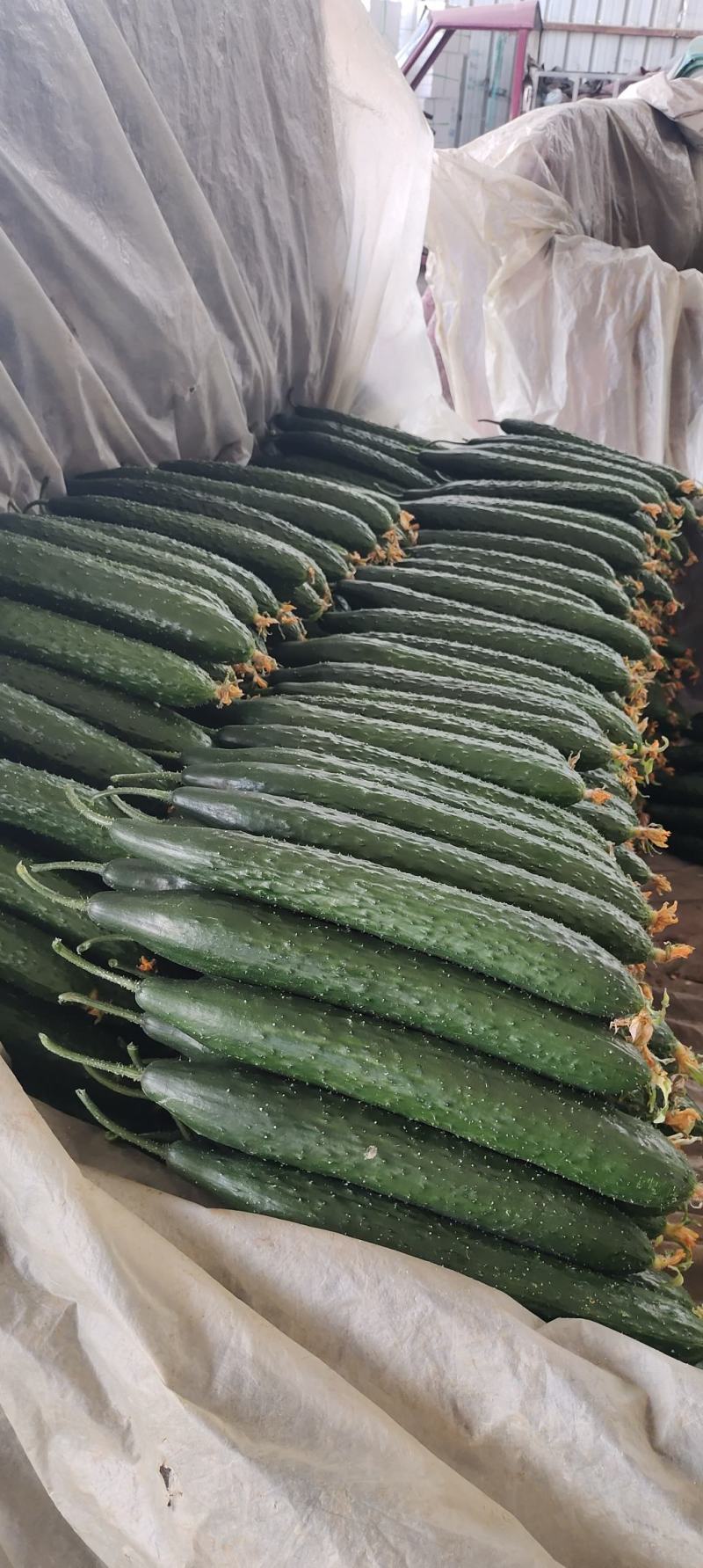 大量供应电商黄瓜，质量货